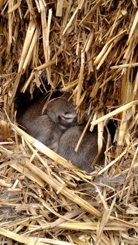 Bunnies in the bale