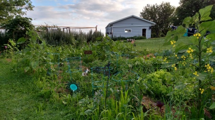 Garden from tomatoes early July